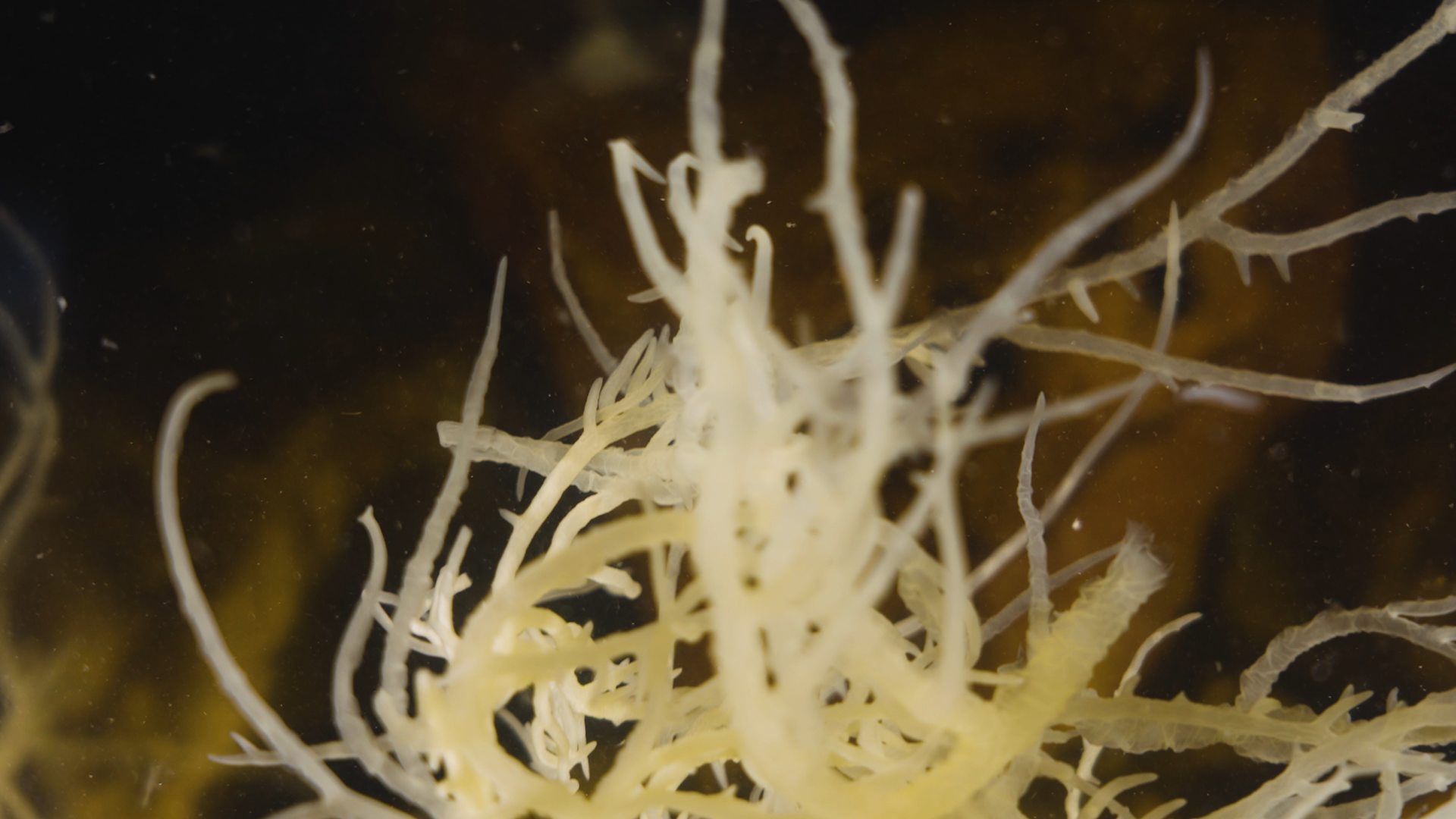 Productvideo commercial seamossmoutain